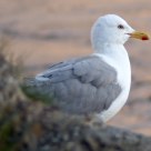 European Herring Gull